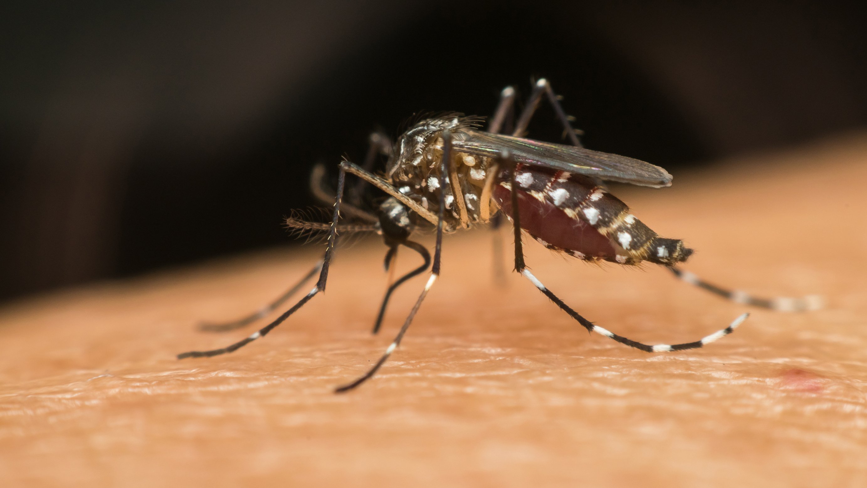 Macro of mosquito (Aedes aegypti) sucking blood close up on the human skin. Mosquito is carrier of Malaria; Encephalitis; Dengue and Zika virus
